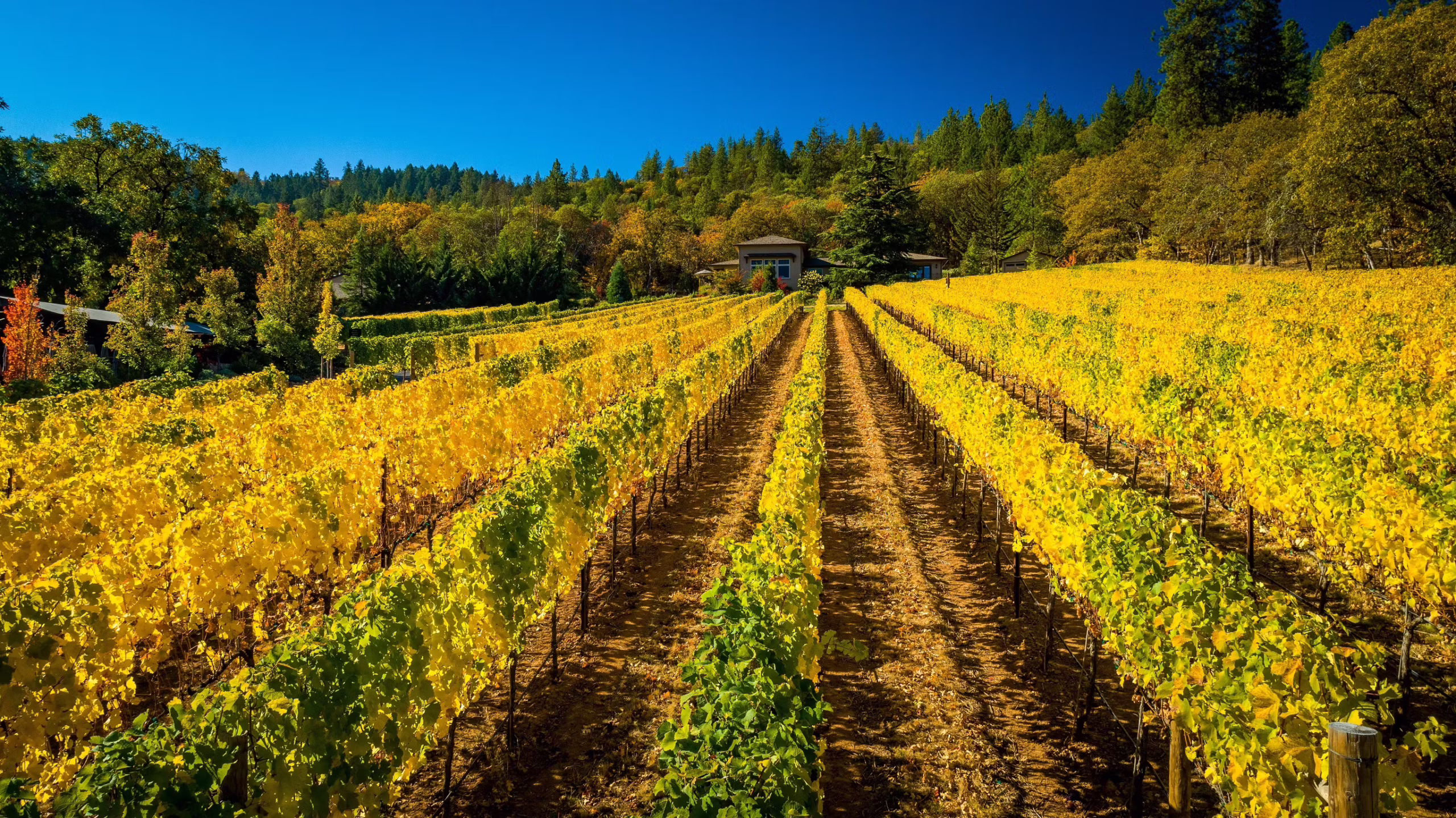 xAU1h1GsTsiPblosPZaP_Vineyard.4